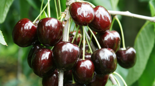 NFO-inzet op beheersing suzuki-fruitvlieg in 2025