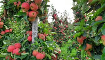 Inkomen fruittelers daalt in 2024