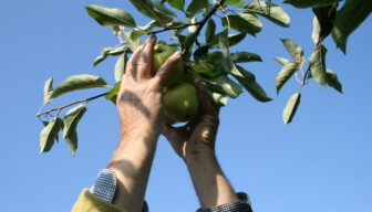 Werkgevers in open teelten veel duurder uit dan Belgische en Duitse collega’s 