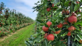 Gezocht: nieuwe NFO-voorzitter!