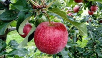 Cosmic Crisp sterkst groeiende appelras in de VS