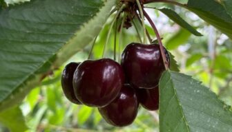 Vergunning voor opkweek natuurlijke vijand van suzuki-fruitvlieg