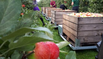 Ziekteverzuim fruitteelt nog altijd lager dan gemiddelde van Stigas-bedrijven