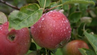 Gebruiksvoorwaarden nieuw etiket captan te beperkt