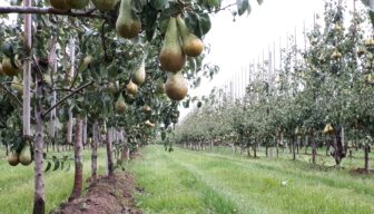 Prijsvraag: waterverbruik perenboom in 2030