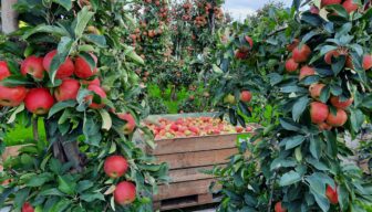 Tekst cao Open Teelten nu ook beschikbaar in het Pools