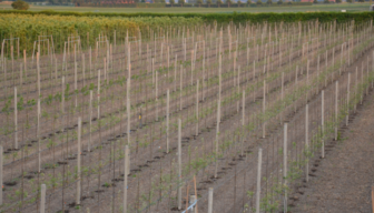Praktische handleidingen en video’s voor een duurzaam fruitteeltsysteem