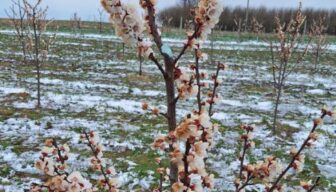 Poolse telers in spanning vanwege nachtvorst