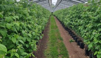 Excursie: de ins en outs van zachtfruit onder zonnepanelen