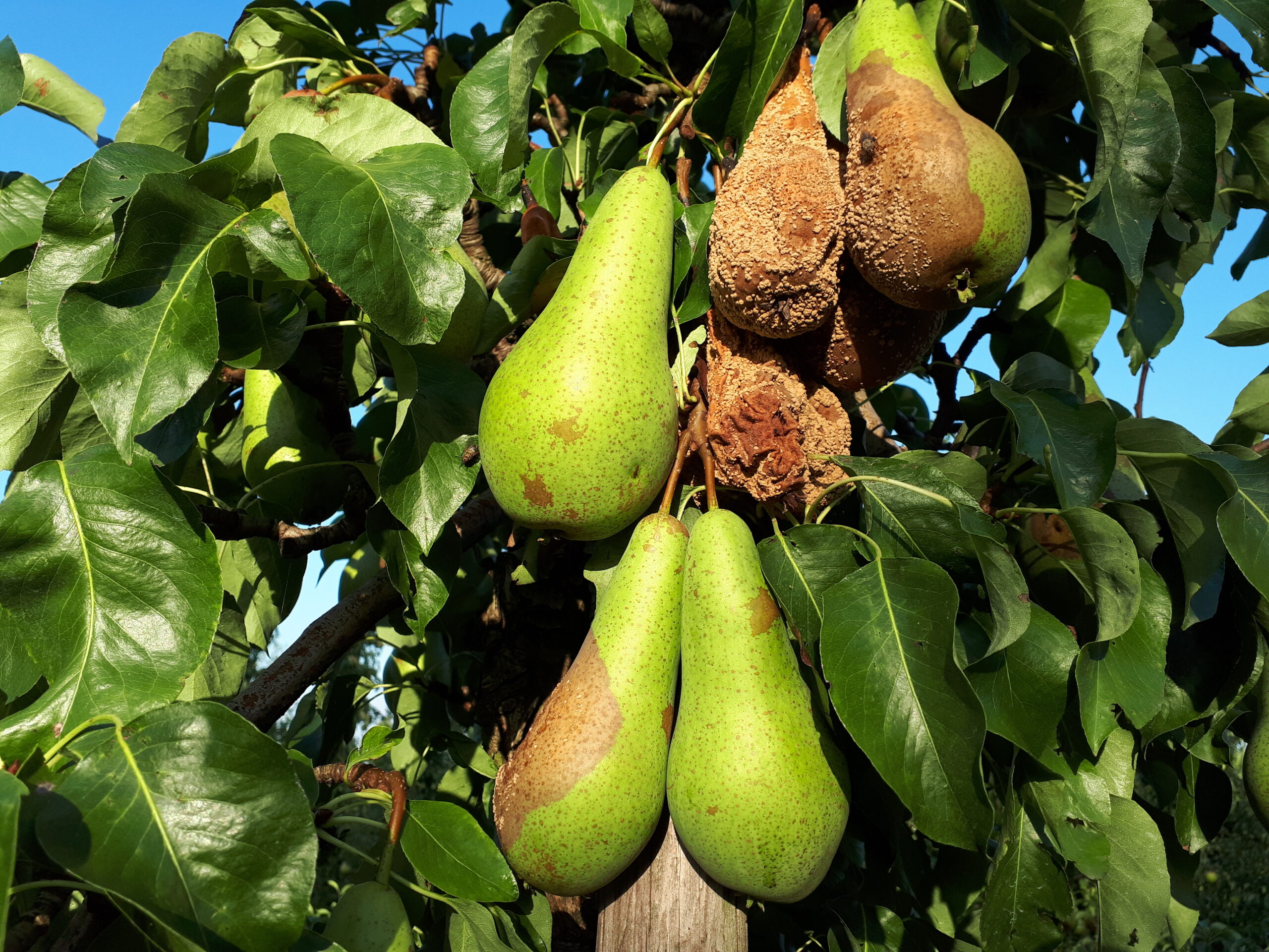 Bijna 1,9 miljoen euro uitgekeerd aan tegemoetkomingen faunaschade in peer