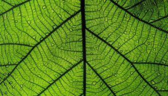 Lijst van gewasbeschermingsmiddelen met PFAS