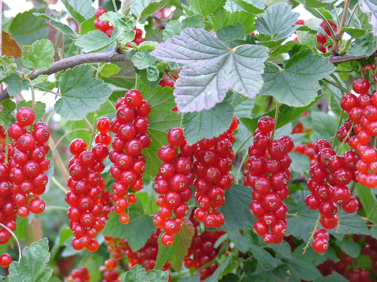 Toelating Luna Sensation niet verlengd