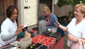 Veel media-aandacht voor verloop kersenseizoen: ‘een kersenjaar uit het boekje’