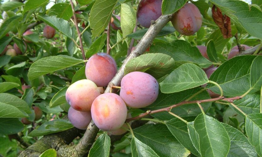 Marktzicht: Eerste Opal schaars en duur