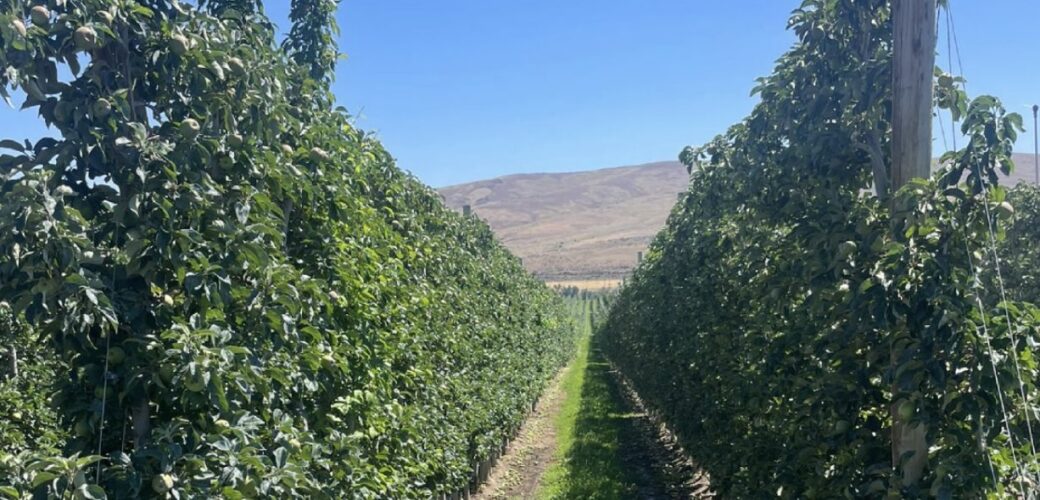 Stage lopen in de Amerikaanse fruitteeltsector? Meld je nu aan!