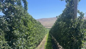 Stage lopen in de Amerikaanse fruitteeltsector? Meld je nu aan!