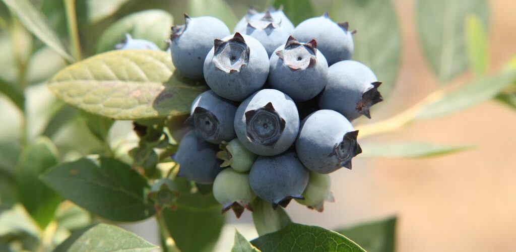 CBS: Blauw bes meest geteelde kleinfruit