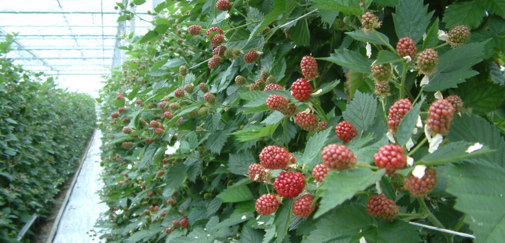 Areaal fruit onder glas komt uit op ruim 122 hectare