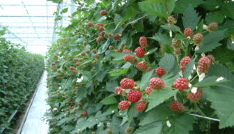 Areaal fruit onder glas komt uit op ruim 122 hectare