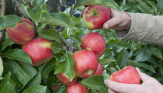 Laatste aanvraagronde voor Nederlands Taalbudget en Scholingsvouchers voor uitzendkrachten