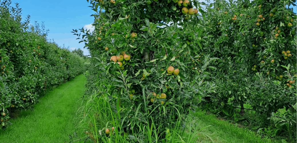 Lidl onderzoekt mogelijkheden verduurzaming appelteelt