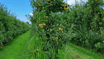 Lidl onderzoekt mogelijkheden verduurzaming appelteelt