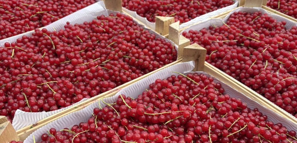 ‘Fruitsocial’ in de spotlights