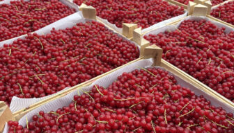 ‘Fruitsocial’ in de spotlights