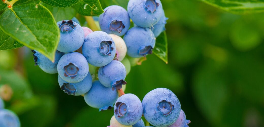 Blauwe bes in de spotlights tijdens innovatiedag