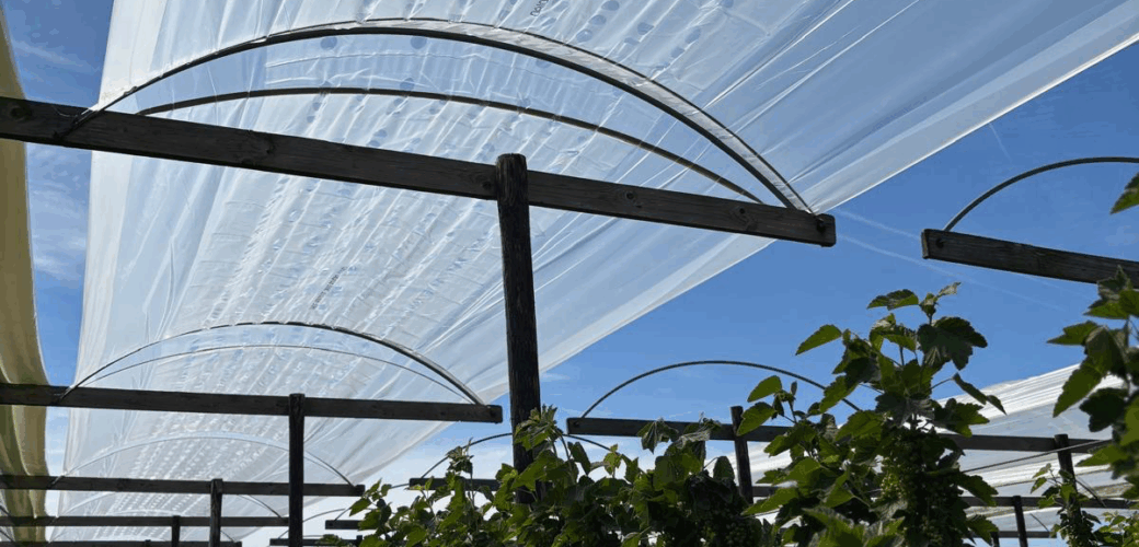 Nieuwe tunnelfolie voor zachtfruit moet zorgen voor koeler en droger klimaat