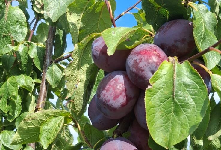 Elektrische oogstmachine ondersteunt bij pruimenpluk