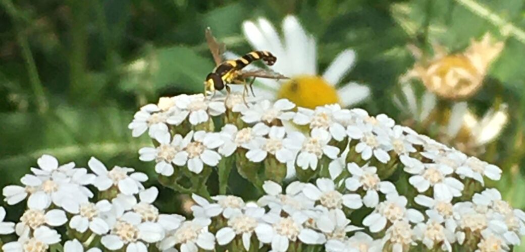 Betuws Natuurinclusief telen gaat nog drie jaar door