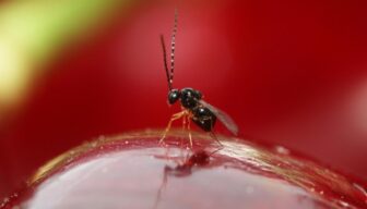 Eerste Aziatische sluipwespen uitgezet tegen suzuki-fruitvlieg