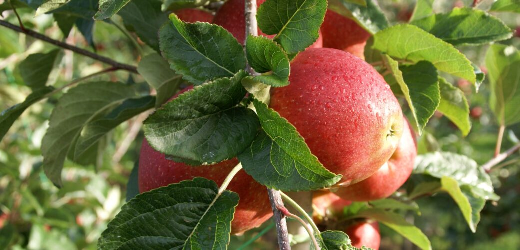 NFO start taskforce voor impuls gewasbeschermingsmiddelenpakket