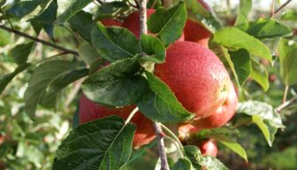 NFO start taskforce voor impuls gewasbeschermingsmiddelenpakket