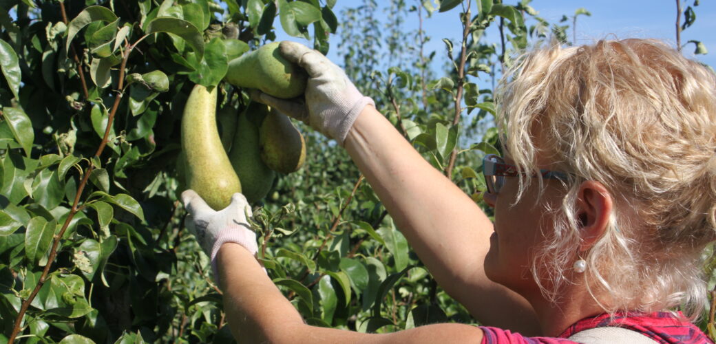 Proeftijd niet toegestaan bij tijdelijke contracten van minder dan zes maanden