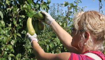Proeftijd niet toegestaan bij tijdelijke contracten van minder dan zes maanden