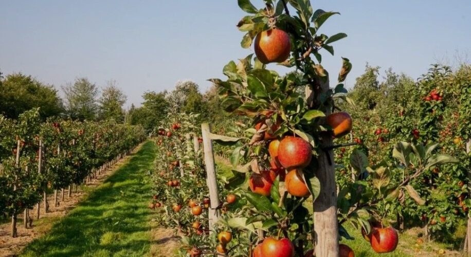 Lancering allergievriendelijk appelmerk Pompur