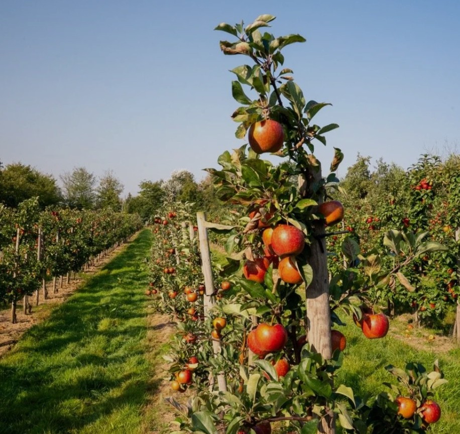 Lancering allergievriendelijk appelmerk Pompur