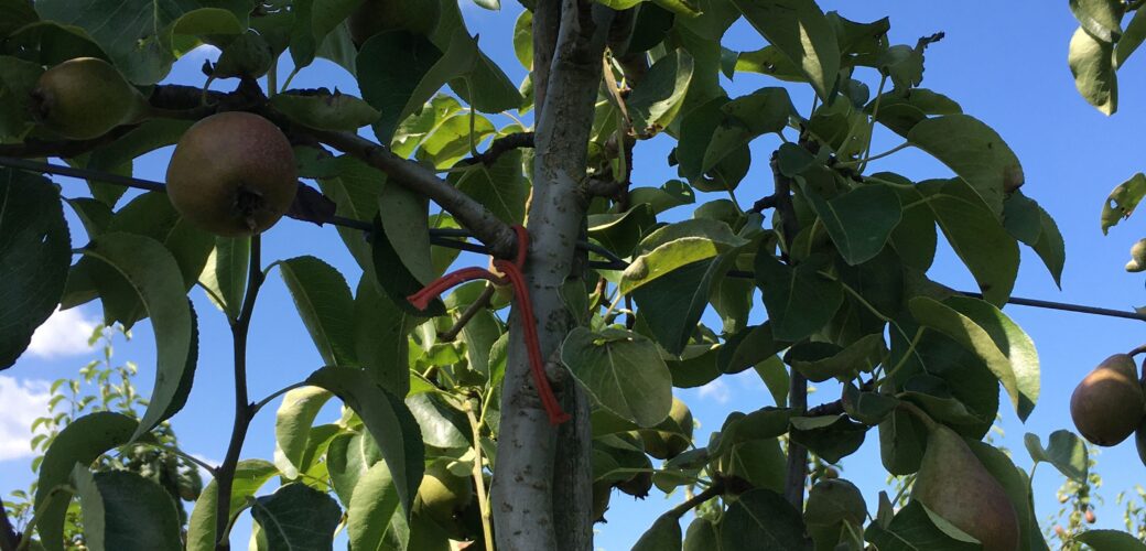 Behoud van feromoonverwarring in de toekomst