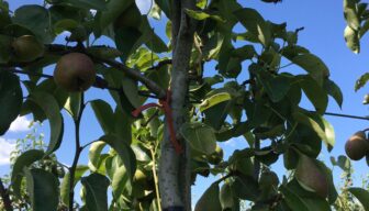 Behoud van feromoonverwarring in de toekomst