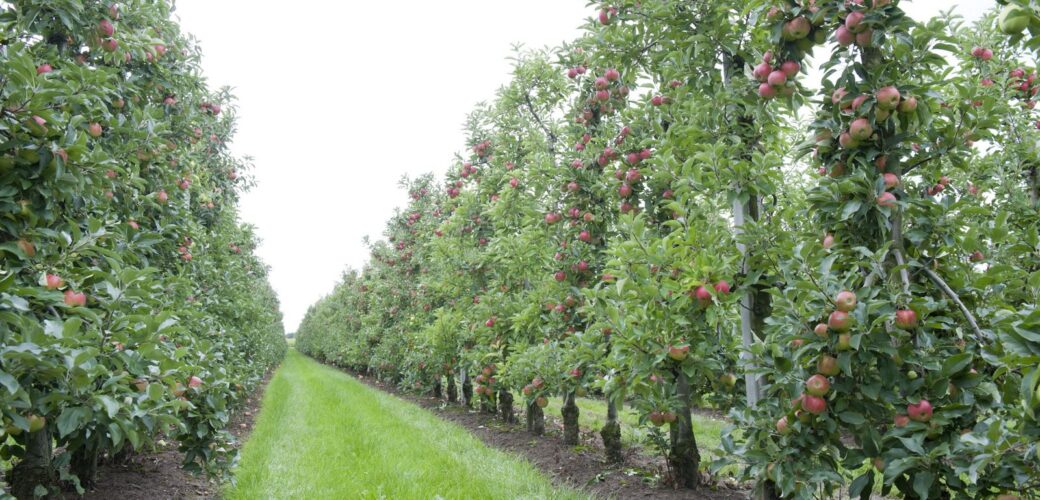 Gemeente West-Betuwe wil toekomstperspectief voor vergrijzende fruitsector
