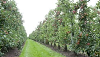 Gemeente West-Betuwe wil toekomstperspectief voor vergrijzende fruitsector