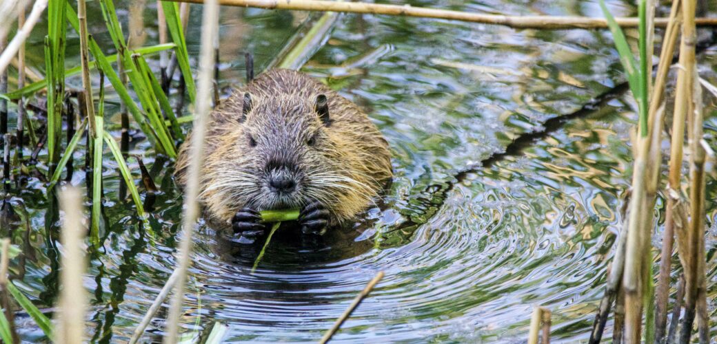 Subsidie voor Preventie Faunaschade 2025 in Limburg