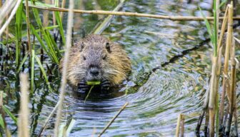 Subsidie voor Preventie Faunaschade 2025 in Limburg