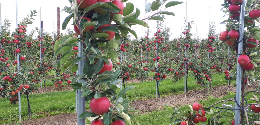 Reactie van NFO kring Midden op persmoment West Betuwe over de fruitteeltsector