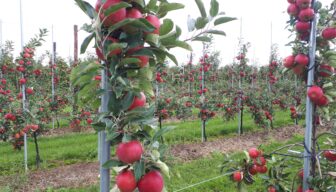 Reactie van NFO kring Midden op persmoment West Betuwe over de fruitteeltsector