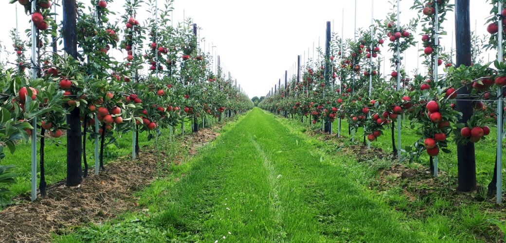 VVD Utrecht bezoekt fruitteler Robin van Lint in Montfoort