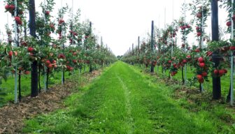 VVD Utrecht bezoekt fruitteler Robin van Lint in Montfoort
