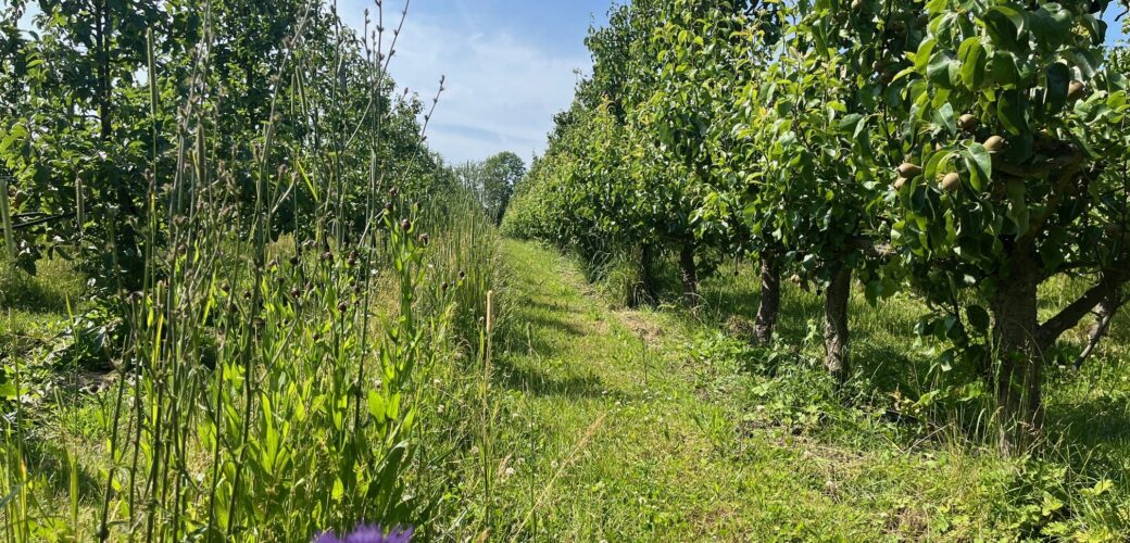Producties in biologische landbouw structureel lager